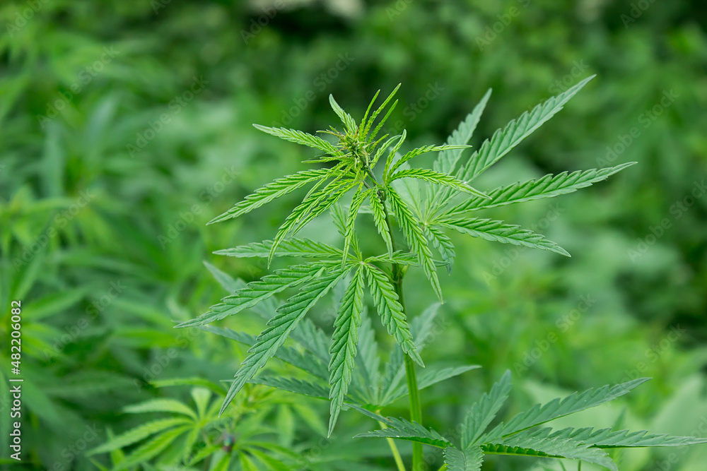 fresh juicy green hemp grows in a bush. marijuana branch fresh juicy green hemp grows in a bush. marijuana branch