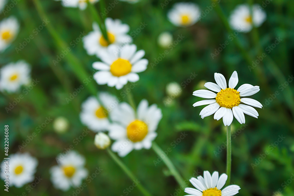 white chamomile blossoms on a green foliage background. Gardening, plantations and farms. white chamomile blossoms on a green foliage background. Gardening, plantations and farms.