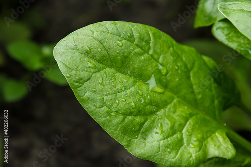 A drop of rain on a leaf spinach, sorrel. Bright green foliage. Gardening, plantations and farms. natural background.