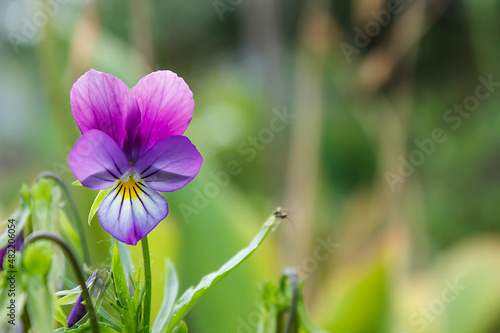 purple violet with buds blooms on a sunny meadow. flower closeup	Gardening, plantations and farms.