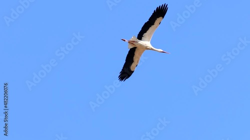 White stork (Ciconia ciconia) in flight