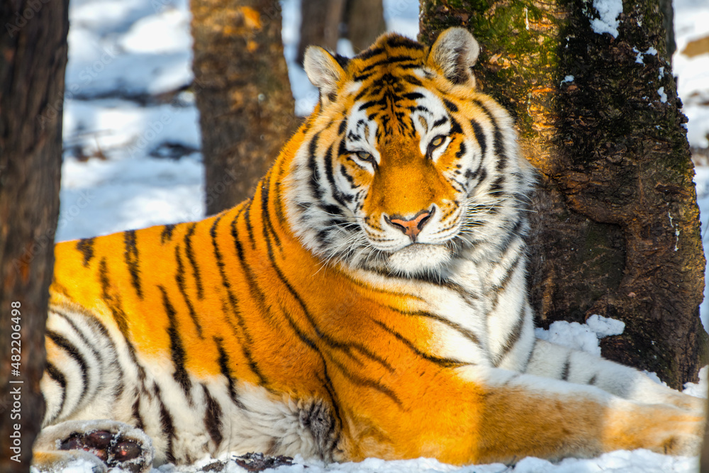Obraz premium Siberian tiger in a snow covered area