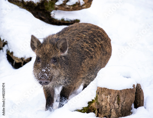 Young wild boar in the woods in winter