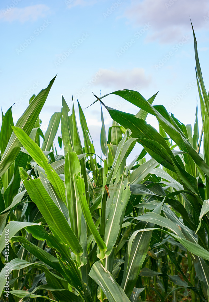 Fototapeta premium beautiful corn garden in the afternoon