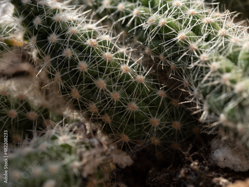 Cactus Spines Macro