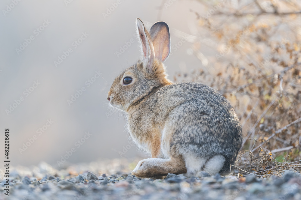 Rabbit gathering sunlight Rabbit gathering sunlight