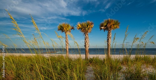 Palm Trees on the Beach, Long Beach, MS