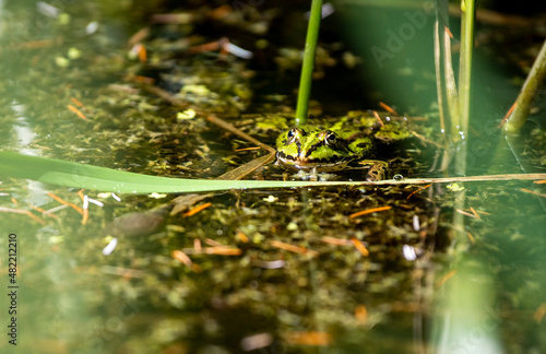 A green striped edible frog viewed from an angle slightly above water level. Around it a lot of plants are growing in green and orange. © Kira