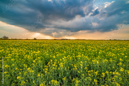 field of yellow flowers