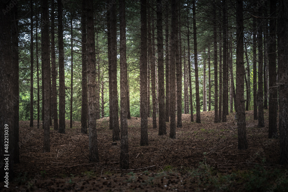 Une forêt dans les Vosges en France