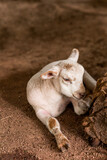 Hermosa oveja bebé echada en el suelo