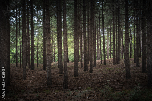 Une for  t dans les Vosges en France