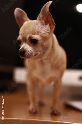Wallpaper Mural Portrait of beige mini chihuahua dog, black background Torontodigital.ca