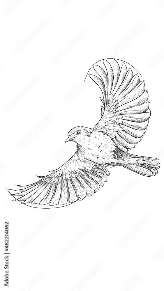 outline sketch in graphic style flying bird outline sketch in graphic style flying bird
