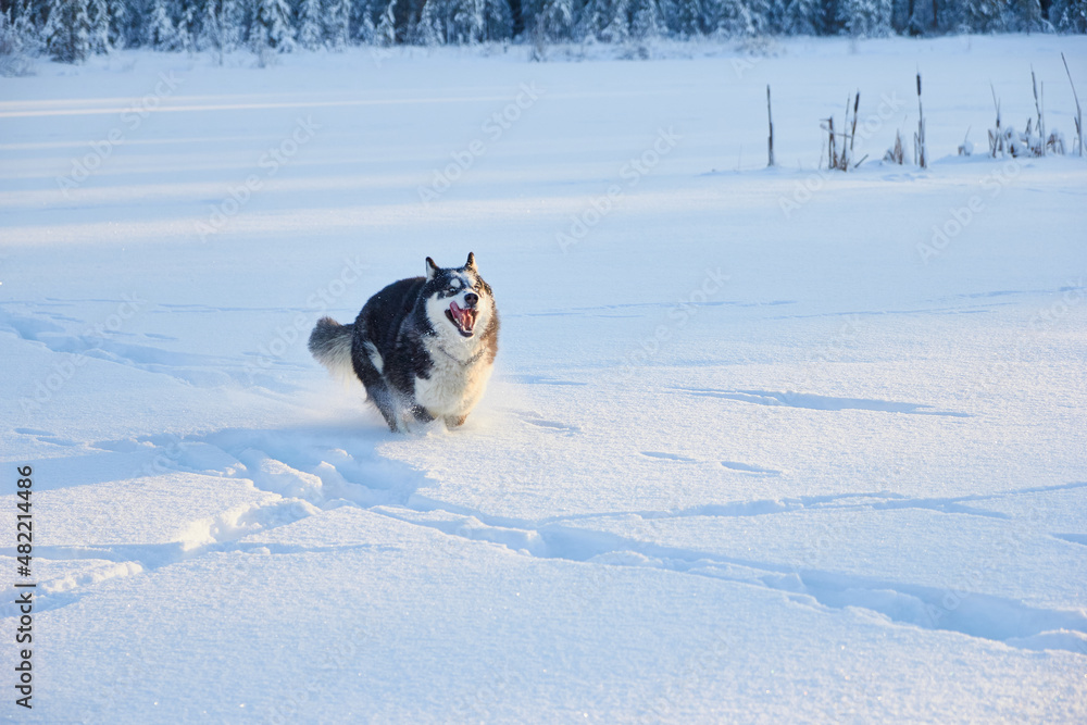 dog siberian husky jumping in the snow, the dog is playing in the winter in the field dog siberian husky jumping in the snow, the dog is playing in the winter in the field