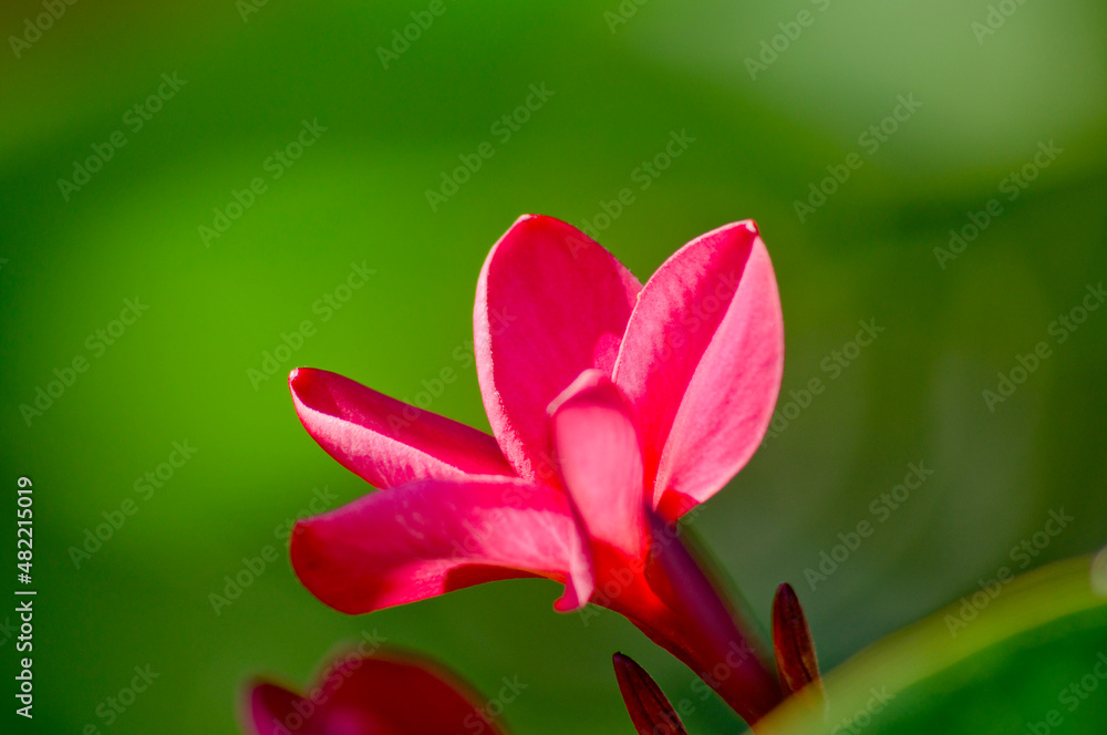 Red jasmine flower (Plumeria rubra)