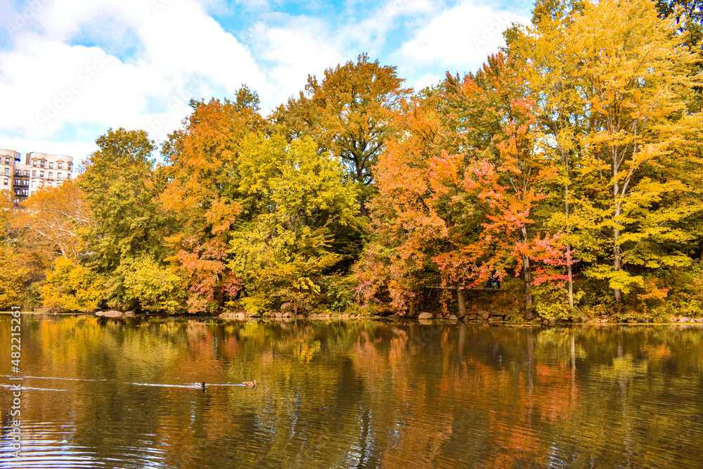 autumn trees reflected in water autumn trees reflected in water