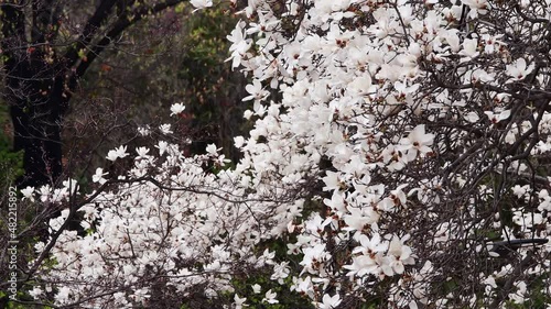 봄 꽃 식물 자연 풀