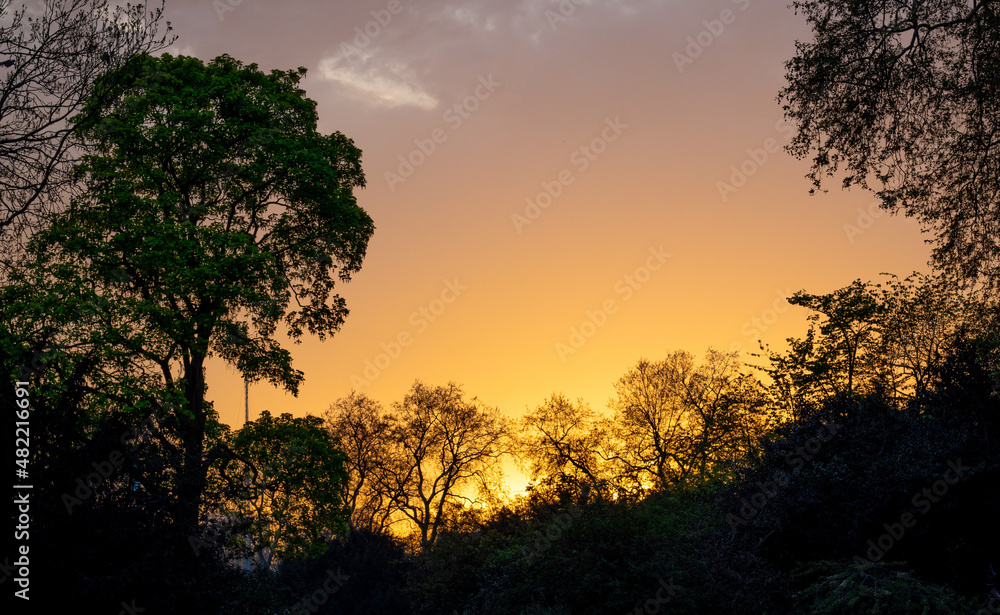 Sunset in Canterbury with a large green tree in the foreground