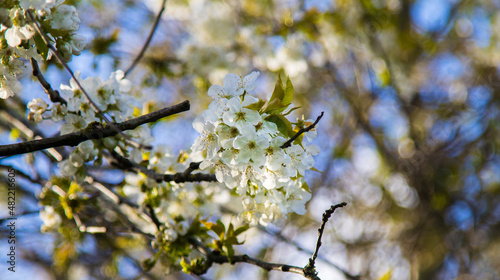 Apple blossom white, in the sunlight
