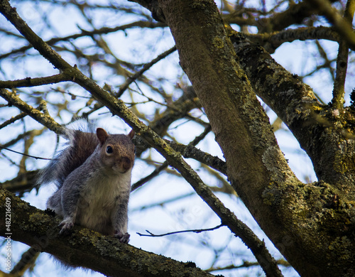 Squirrel looking at the camera from its branch
