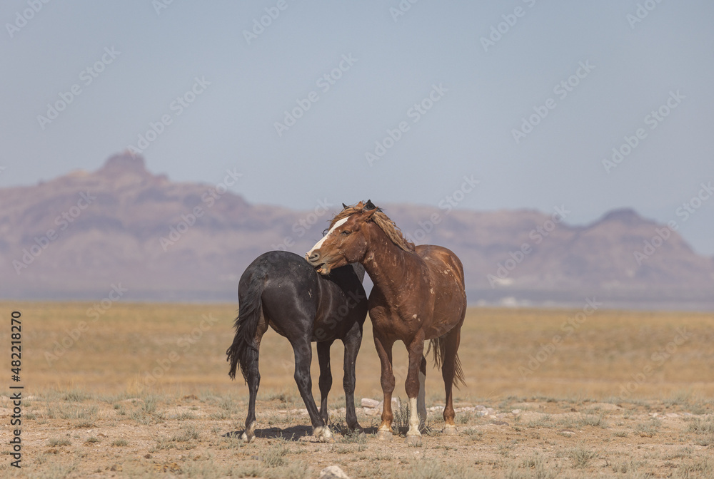 Obraz premium Wild Horses in Summer in the Utah Desert