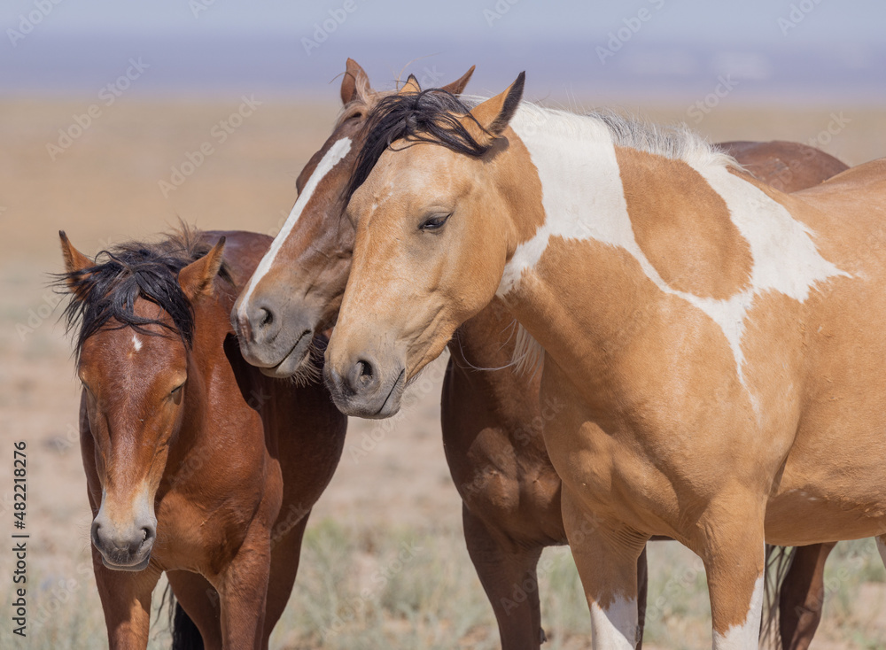 Obraz premium Wild Horses in Summer in the Utah Desert
