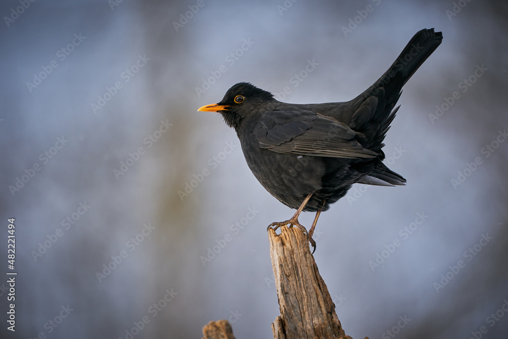 Eurasian Blackbird (Turdus merula) winter scene. Eurasian Blackbird (Turdus merula) winter scene.
