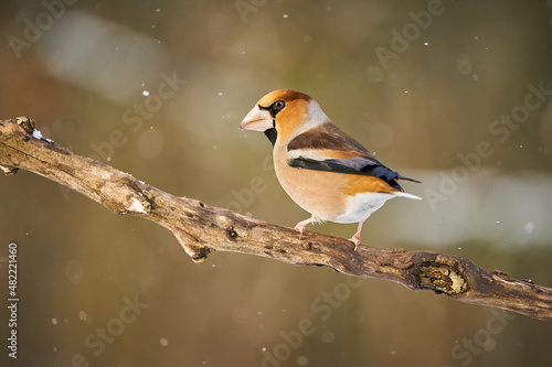 Hawfinch (Coccothraustes coccothraustes) sitting in the branch © Martin