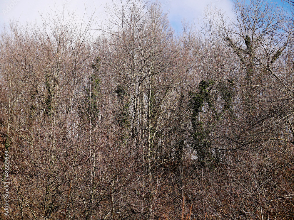 A beech forest with trees partially covered with ivy weeds A beech forest with trees partially covered with ivy weeds