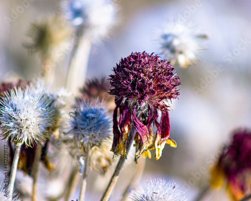 winter flowers