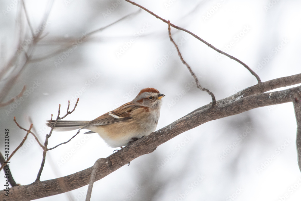 small bird sitting on a branch in a tree small bird sitting on a branch in a tree