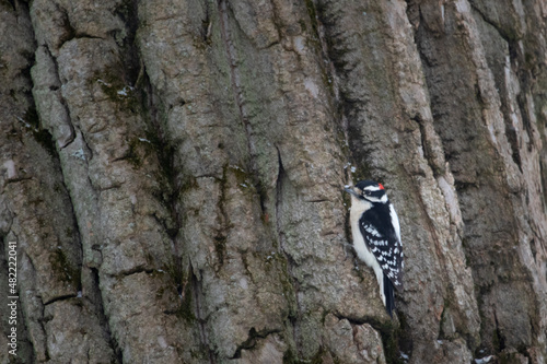 male hairy woodpecker on the clinging to tree bark, red marker on head