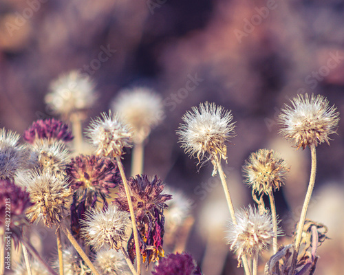 flower in the garden