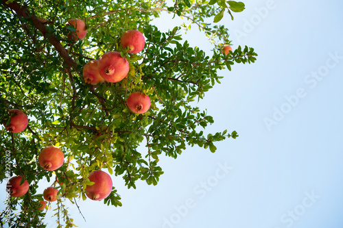 Alibertia patinoi tropical fruit on the tree photo