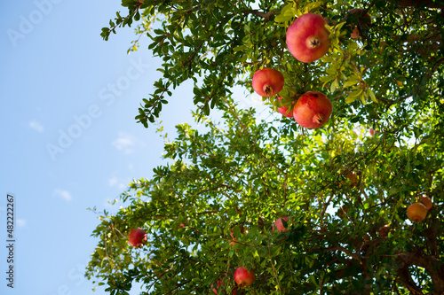 Alibertia patinoi tropical fruit on the tree photo