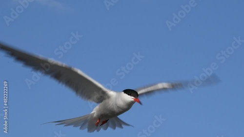 The tern hovered in the air, fluttering its wings. Slow motion. Adult common terns on the blue sky background.  Scientific name: Sterna hirundo. Ladoga lake. Russia. photo
