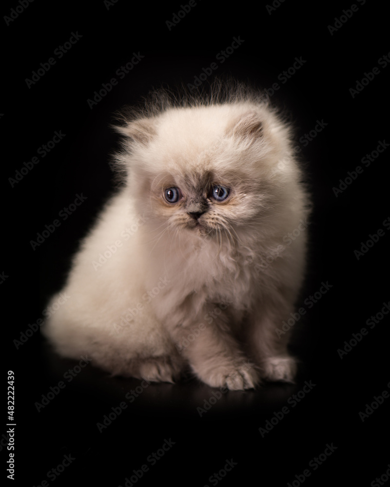 cute cat tine small pet home pets animals cute cat tine small pet home pets animals