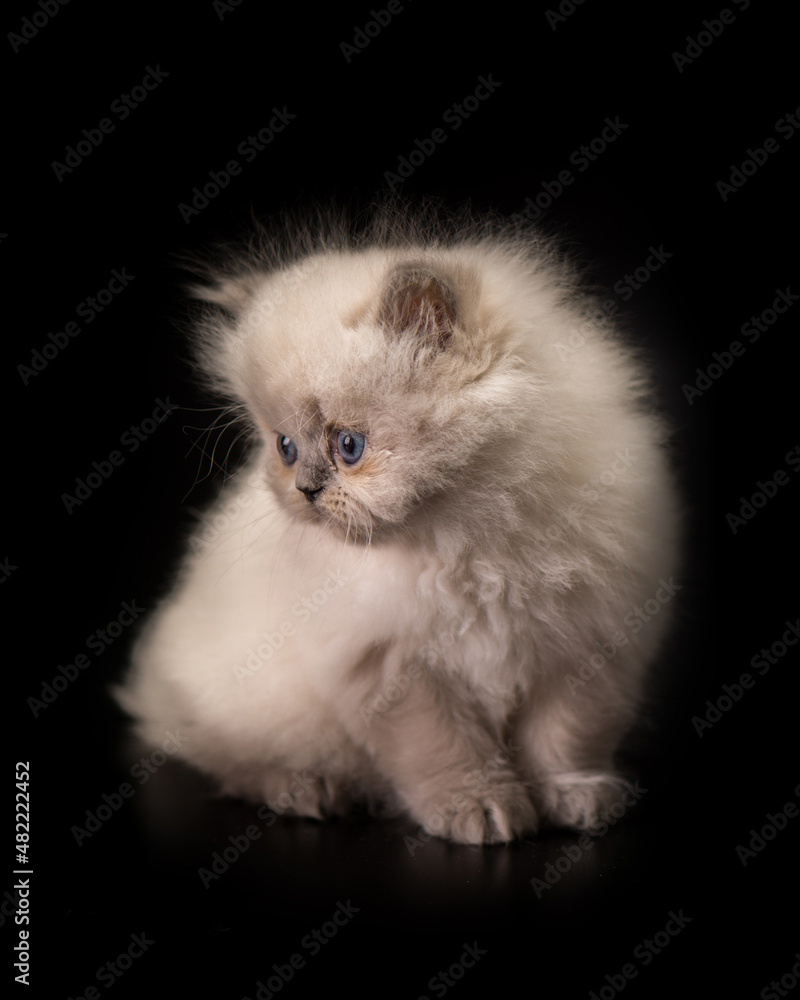 Obraz premium cute cat tine small pet home pets animals