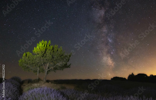 Lavender Fields Of Brihuega (Spain)