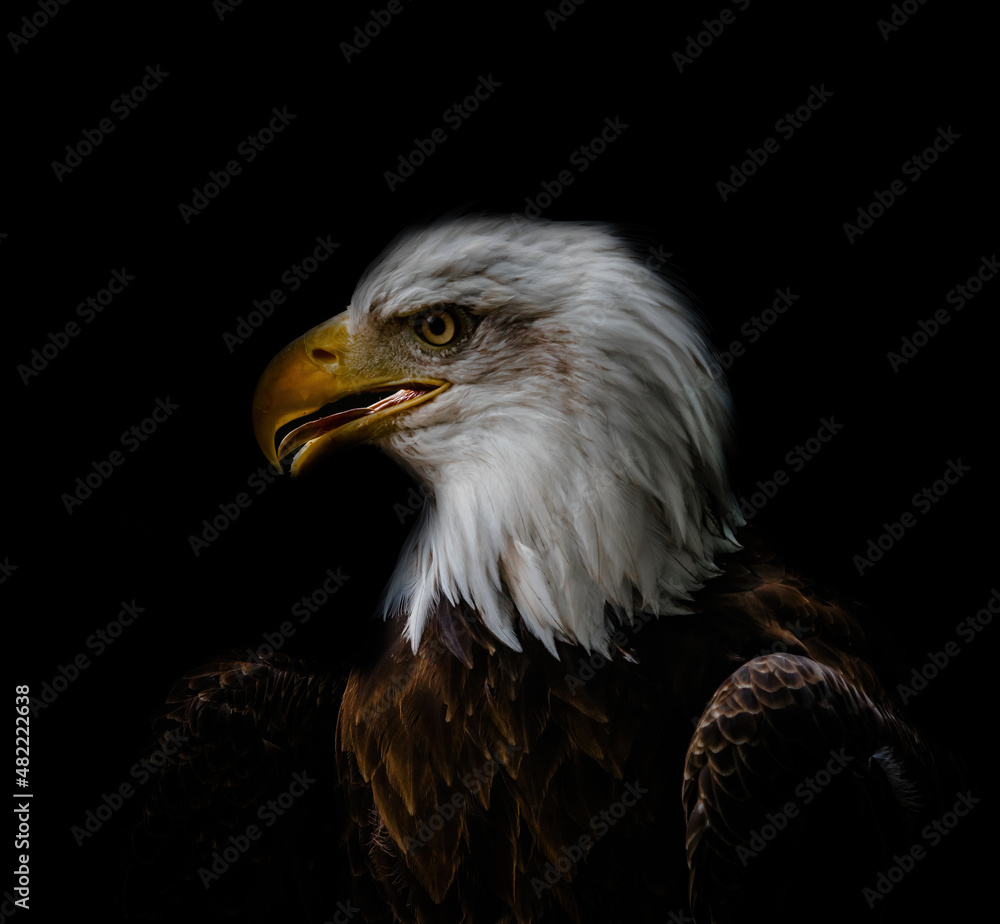 A bald eagle closeup at a falcrony in saarburg