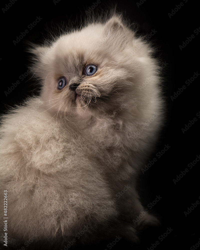 Fototapeta premium cute cat tine small pet home pets animals