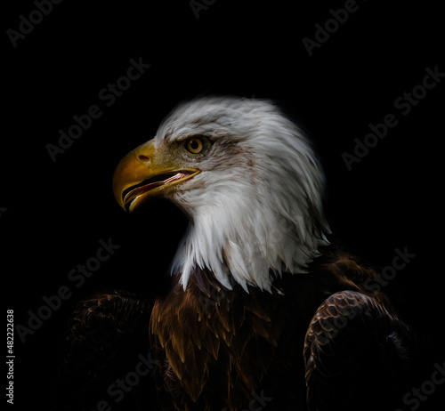 A bald eagle closeup at a falcrony in saarburg