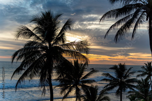 Palm trees at sunset by the ocean