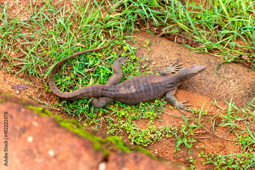 monitor lizard in Sri Lanka © Tatiana