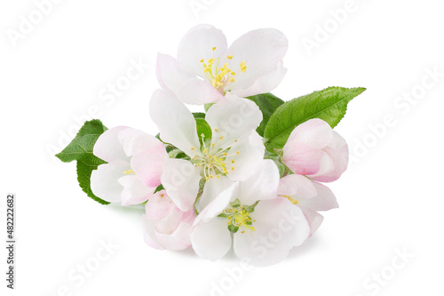 Apple tree flowers with leaves on a branch, isolated on a white background.