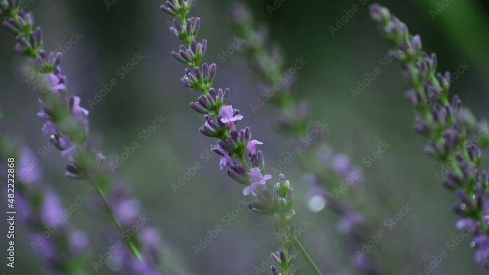 Lavender. Blooming violet fragrant lavender flowers on field. Close-up beautiful growing lavender swaying in wind. Nature Background. Selective focus, bushes of purple aromatic flowers Slow motion Lavender. Blooming violet fragrant lavender flowers on field. Close-up beautiful growing lavender swaying in wind. Nature Background. Selective focus, bushes of purple aromatic flowers Slow motion