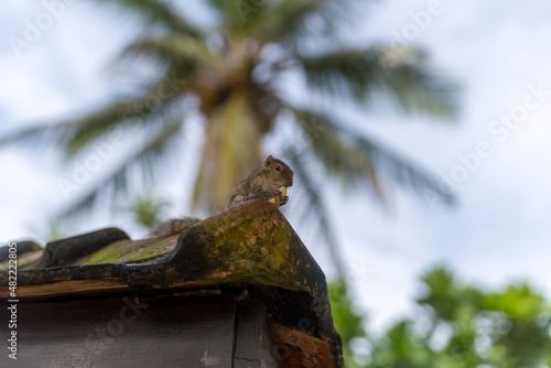 Chipmunk sits on the roof
