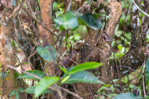 Reptile hides among tea leaves