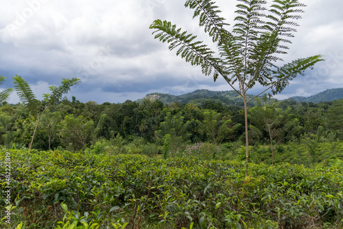 Tea fields of Sri Lanka